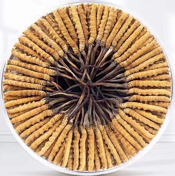 同仁冬虫夏草回收